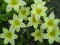 Beautiful bouquet of tulips. colorful tulips growing on the garden. tulips in spring sun. Flower tulips background