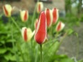 Beautiful bouquet of tulips. colorful tulips growing on the garden. tulips in spring sun. Flower tulips background