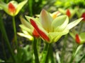 Beautiful bouquet of tulips. colorful tulips growing on the garden. tulips in spring sun. Flower tulips background