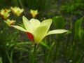 Beautiful bouquet of tulips. colorful tulips growing on the garden. tulips in spring sun. Flower tulips background