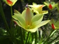 Beautiful bouquet of tulips. colorful tulips growing on the garden. tulips in spring sun. Flower tulips background