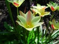 Beautiful bouquet of tulips. colorful tulips growing on the garden. tulips in spring sun. Flower tulips background