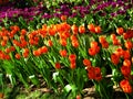 Beautiful bouquet of tulips.Tulip Flower,tulips in spring,colourful tulip