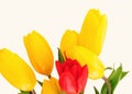 Beautiful bouquet of tulips on a white background Royalty Free Stock Photo