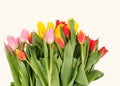 Beautiful bouquet of tulips on a white background