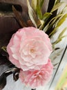 Beautiful bouquet two pink roses with dry leaves. Royalty Free Stock Photo