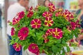 Beautiful bouquet of two-tone Petunia on the table. Promising new varieties and hybrids of garden plants