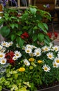 A beautiful bouquet of various fresh flowers planted in a flower pot Royalty Free Stock Photo