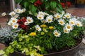 A beautiful bouquet of various fresh flowers planted in a flower pot Royalty Free Stock Photo