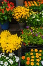 A beautiful bouquet of various fresh flowers planted in a flower pot.Seedling flowers Royalty Free Stock Photo