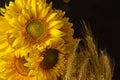 Beautiful bouquet of warm pollen yellow flowers of an unripe sunflower close-up on black background, top view, summer, autumn, Royalty Free Stock Photo