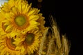 Beautiful bouquet of warm pollen yellow flowers of an unripe sunflower close-up on black background, top view, summer, autumn, Royalty Free Stock Photo