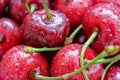 Beautiful bouquet of wet cherries close-up. Fresh ripe red berries, stems and drops of water. Selective focus