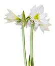 Beautiful bouquet of white Amaryllis Amaryllidaceae, Hippeastrum with bud isolated on white background, including clipping path Royalty Free Stock Photo