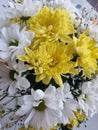 Beautiful bouquet of white chrysanthemums in a vase, composition with autumn white and yellow flowers,  aster autumn Royalty Free Stock Photo