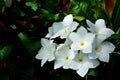 Beautiful bouquet of white frangipani spa flowers Royalty Free Stock Photo