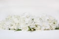 Beautiful bouquet of white Gardenia jasminoides flower. Royalty Free Stock Photo