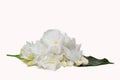 Beautiful bouquet of white Gardenia jasminoides flower. Royalty Free Stock Photo