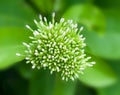 Beautiful bouquet of white ixoras flower, West Indian Jasmine fl Royalty Free Stock Photo