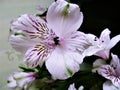 Beautiful bouquet of white lilies with puple pattern