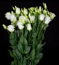 Beautiful bouquet of white lisianthus flowers on a black background Royalty Free Stock Photo