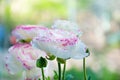 Beautiful bouquet of white ranunculus flowers with pink edging. Flowers and buds Royalty Free Stock Photo