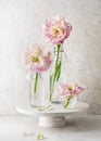 Beautiful bouquet of white, rose, green filled tulip flowers in glass vase and bottles.