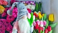 beautiful bouquet of spring flowers, toy nisse gnome with tulips, dwarf in grey hat
