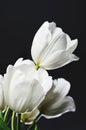 Beautiful bouquet of white tulips on a dark background vertical