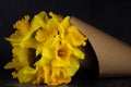 A beautiful bouquet of Wild daffodils Narcissus pseudonarcissus in a paper cone. Royalty Free Stock Photo