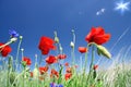 Beautiful bouquet of wild flowers.