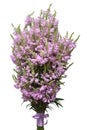 Beautiful bouquet wild flowers Physostegia virginiana isolated on white background