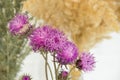 beautiful bouquet of wildflowers on a white background. Beige furry spikes, gray wormwood and lilac wild flowers.