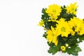 Beautiful bouquet of yellow chrysanthemum on white background.