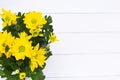 Beautiful bouquet of yellow chrysanthemum on white wooden background