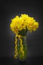 Beautiful bouquet of yellow daffodils on a black background Royalty Free Stock Photo