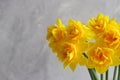 Beautiful bouquet of yellow daffodils close-up against a gray wall. Flower arrangement. Springtime. Greeting card for Royalty Free Stock Photo