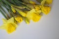 Beautiful bouquet of yellow daffodils flowers isolated on white background. Flat lay, top view. Spring flowers. Gift cards design Royalty Free Stock Photo