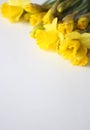 Beautiful bouquet of yellow daffodils flowers isolated on white background. Flat lay, top view. Spring flowers. Gift cards design Royalty Free Stock Photo