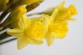 Beautiful bouquet of yellow daffodils flowers isolated on white background. Flat lay, top view. Spring flowers. Gift cards design Royalty Free Stock Photo