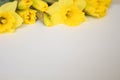 Beautiful bouquet of yellow daffodils flowers isolated on white background. Flat lay, top view. Spring flowers. Gift cards design Royalty Free Stock Photo