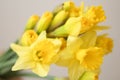 Beautiful bouquet of yellow daffodils flowers isolated on white background. Top view. Spring flowers. Gift cards design idea Royalty Free Stock Photo