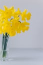 Beautiful bouquet of yellow daffodils (narcissus) in a glass Royalty Free Stock Photo