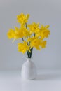 Beautiful bouquet of yellow daffodils (narcissus) in a white vase Royalty Free Stock Photo