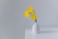 Beautiful bouquet of yellow daffodils (narcissus) in a white vase Royalty Free Stock Photo