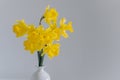 Beautiful bouquet of yellow daffodils (narcissus) in a white vase Royalty Free Stock Photo