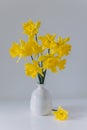 Beautiful bouquet of yellow daffodils (narcissus) in a white vase Royalty Free Stock Photo