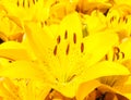 Beautiful bouquet of yellow lilies Royalty Free Stock Photo