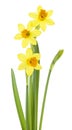 Beautiful bouquet of yellow narcissus flowers isolated on white background Royalty Free Stock Photo