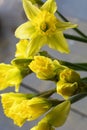 Beautiful bouquet of yellow narcissus like a symbol of spring Royalty Free Stock Photo